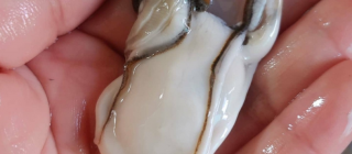 통영 생굴